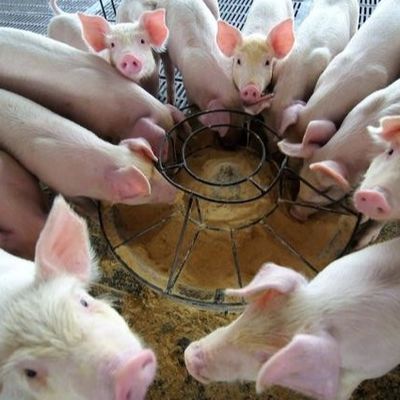 Droge van de de Additievenhemoglobine van het Poeder25kg/bag Dierenvoer het Poederkorrel