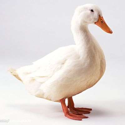 Van het de Hemoglobinepoeder van de bloedmaaltijd de Roodbruine Ruwe olie van het de Ruwe Proteïnepoeder 80%