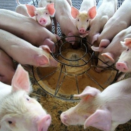 Droge van de de Additievenhemoglobine van het Poeder25kg/bag Dierenvoer het Poederkorrel