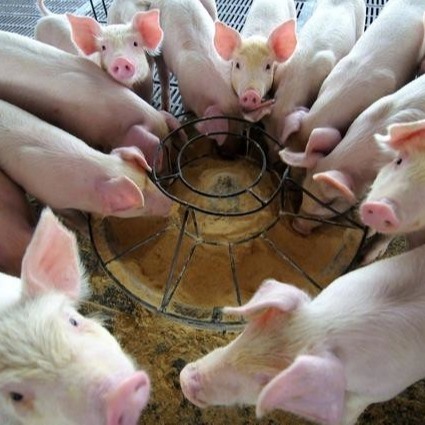 Duck Plasma Protein Powder Is een Nieuw Type die van Voeradditief de laatste jaren toenemen, dat als een Hoogte - kwaliteit wordt gezien