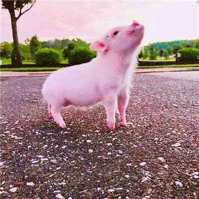 Nevel - droge het Voedsel voor huisdierenadditieven van het Kippenplasma voor de Ruwe Proteïne van Procein in Kippevoer